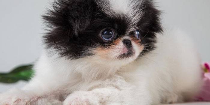 Японский хин: волшебный дар Страны восходящего солнца