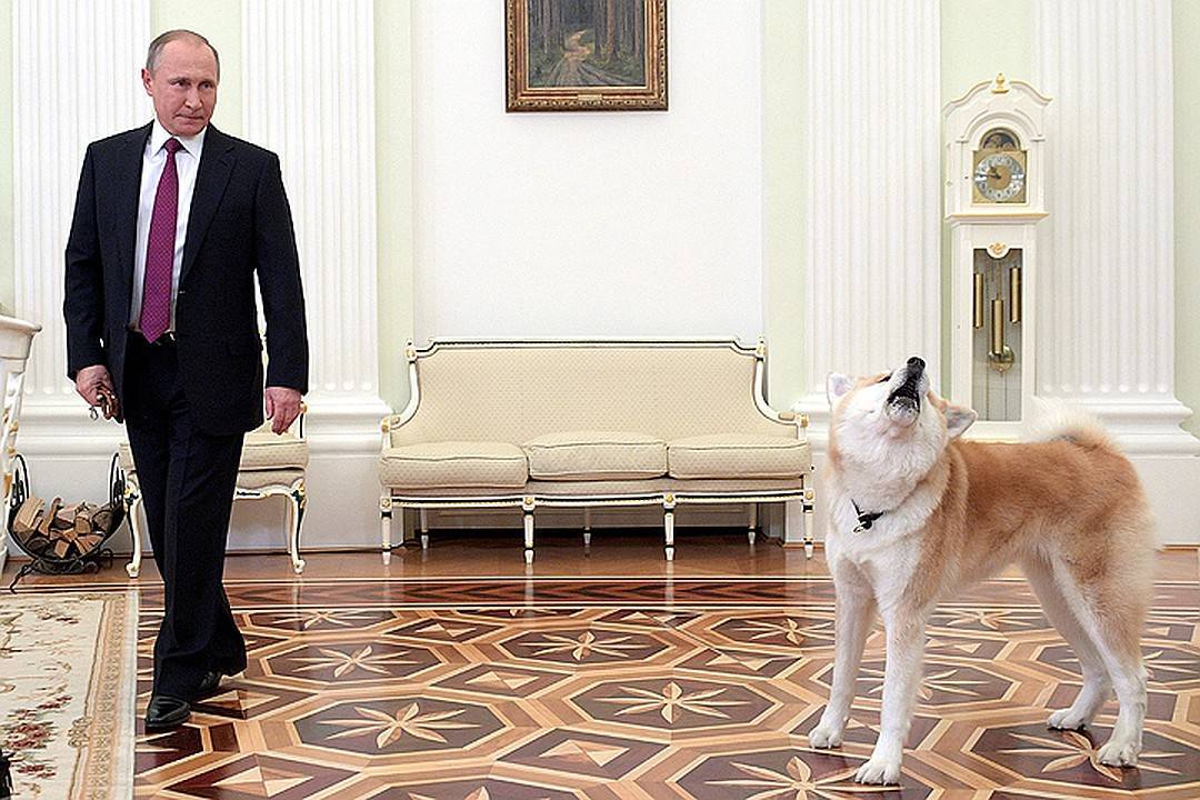 Собаки президента России Владимира Путина
