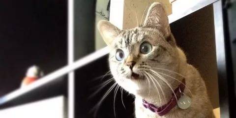 Корм для кошек марки Wellkiss