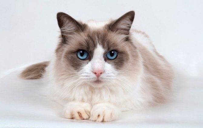 Преданы ли кошки хозяину, факты и мифы о привязанности кошек к людям