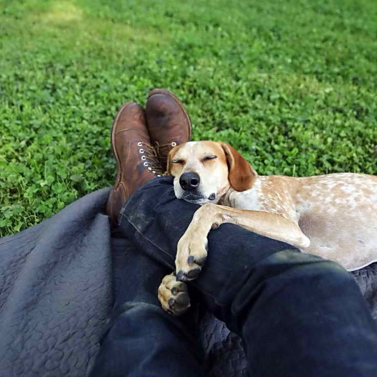 Собака лижет ноги хозяину: причины проявления внимания от питомца