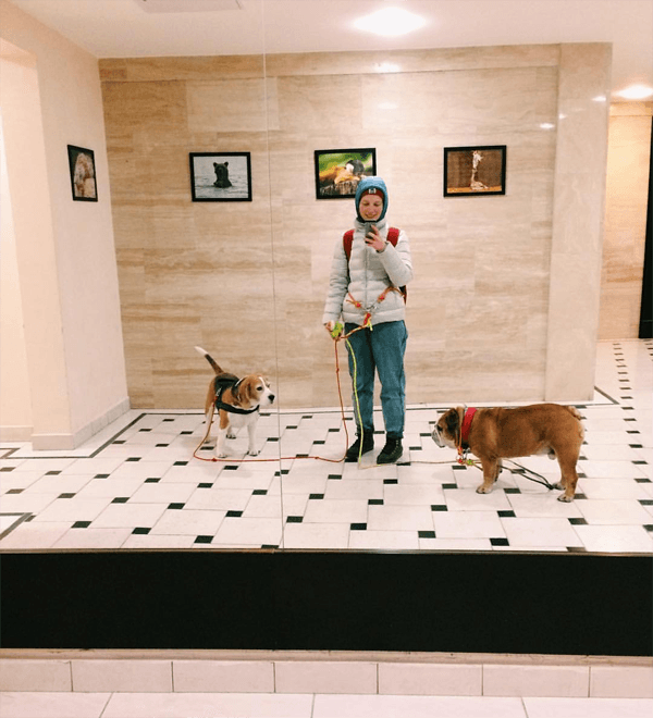 Каких собак лучше разводить для продажи: топ-5 пород с фото