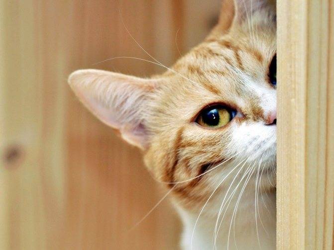 Кошки и одиночество