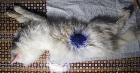 Белые кошки: ТОП-9 пород