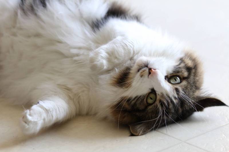 У кошки холодные лапы