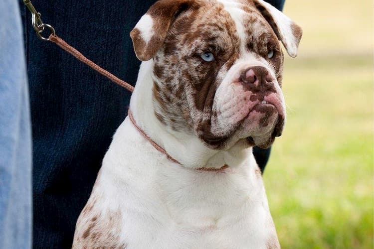 Список потенциально опасных пород собак по данным МВД России в 2022 году