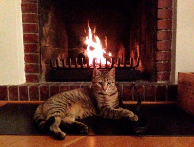 Преданы ли кошки хозяину, факты и мифы о привязанности кошек к людям