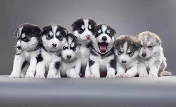 Каких собак лучше разводить для продажи: топ-5 пород с фото