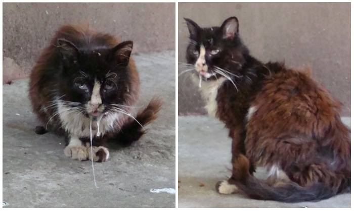 Признаки бешенства у кошек