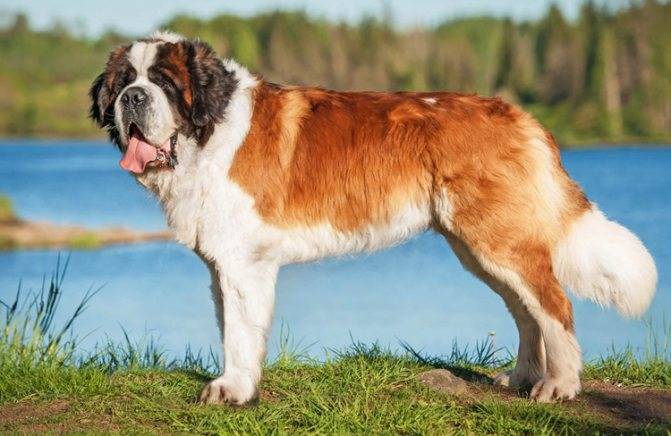 Самые преданные породы собак