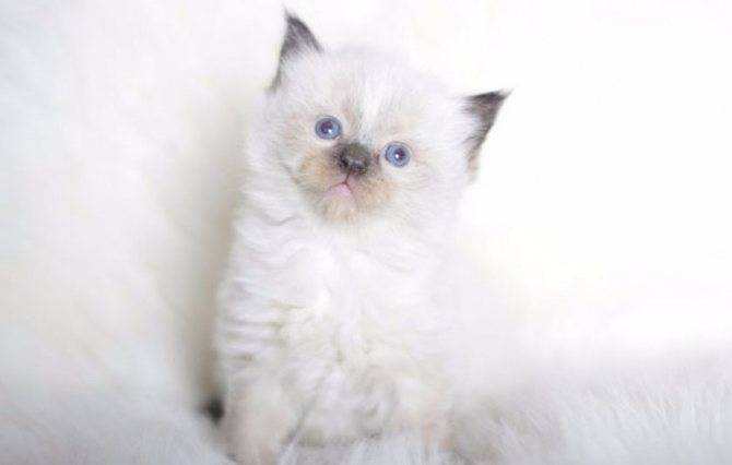 Преданы ли кошки хозяину, факты и мифы о привязанности кошек к людям