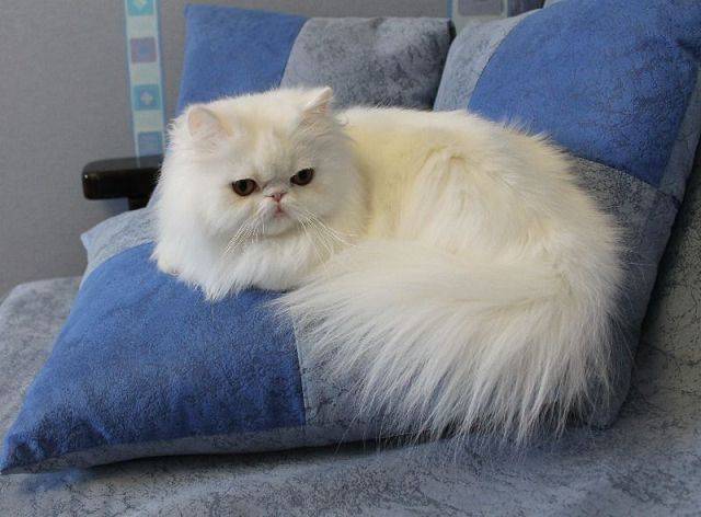 Самые ласковые и добрые кошки: ТОП-15