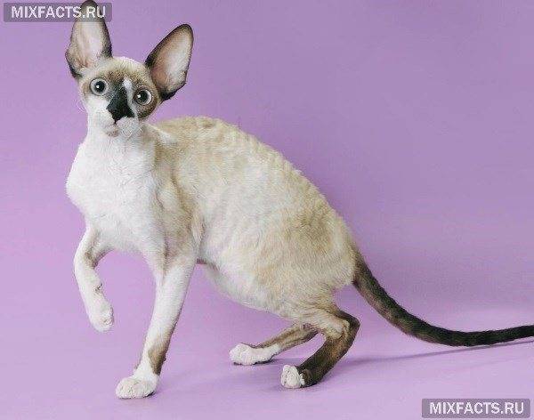 Преданы ли кошки хозяину, факты и мифы о привязанности кошек к людям