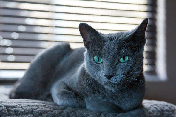 Самые ласковые и добрые кошки: ТОП-15