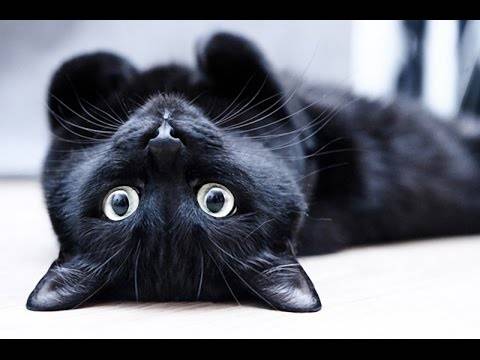 Народные приметы и суеверия о кошках