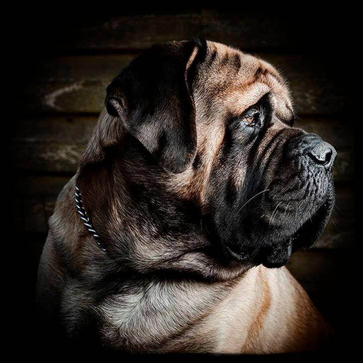 Разновидности мастифов — сильные и независимые гиганты