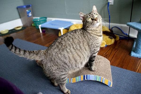 Сколько длится беременность у кошки