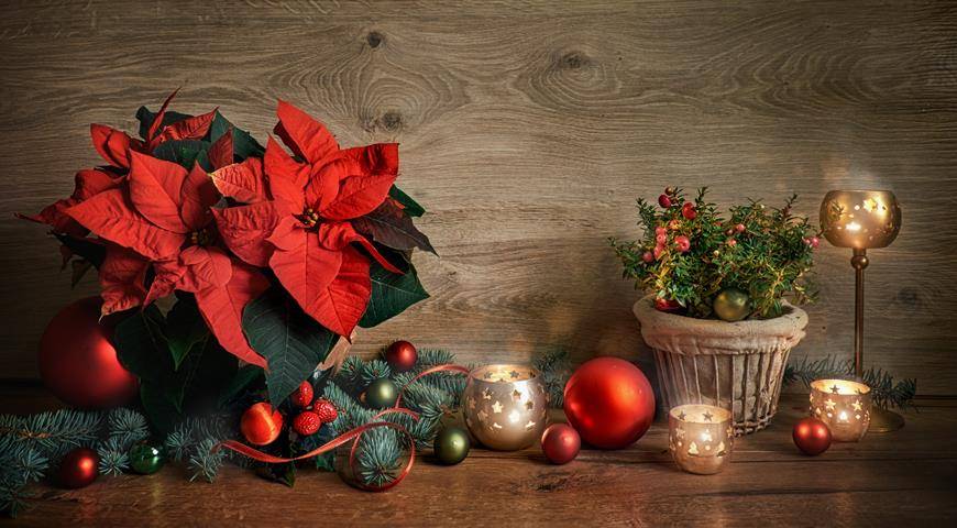 Ядовитые растения для кошек