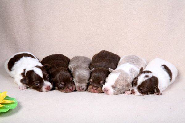 Каких собак лучше разводить для продажи: топ-5 пород с фото