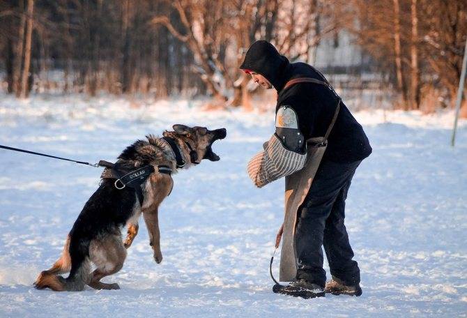 Список потенциально опасных пород собак по данным МВД России в 2022 году
