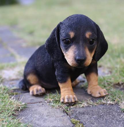 Щенки таксы (фото): низкая собака с высоким интеллектом и морем обаяния