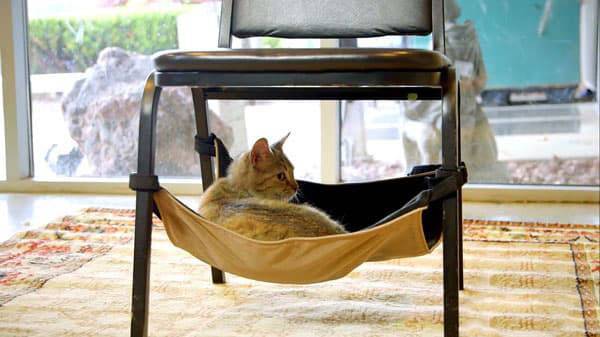 Лайфхаки для котиков: как сделать совместную жизнь легче и веселее