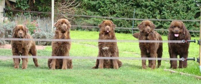 Каких собак лучше разводить для продажи: топ-5 пород с фото