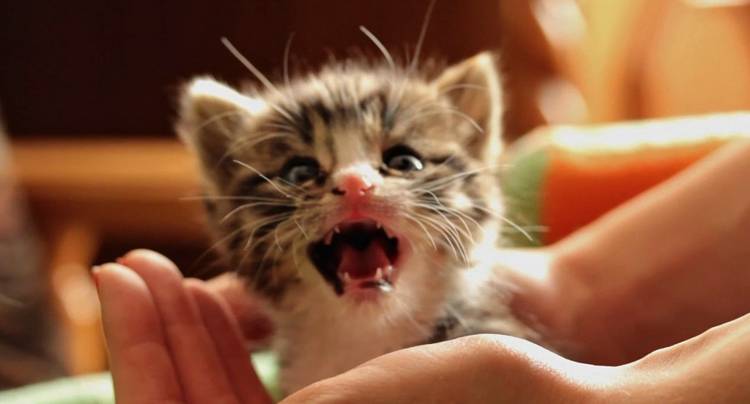 Почему кошка мяукает?