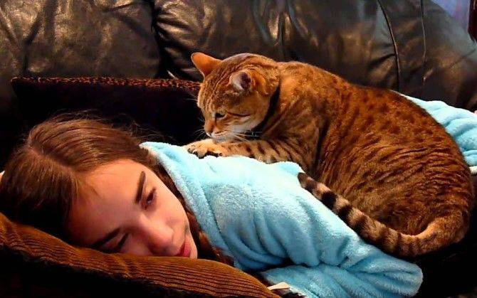 Преданы ли кошки хозяину, факты и мифы о привязанности кошек к людям