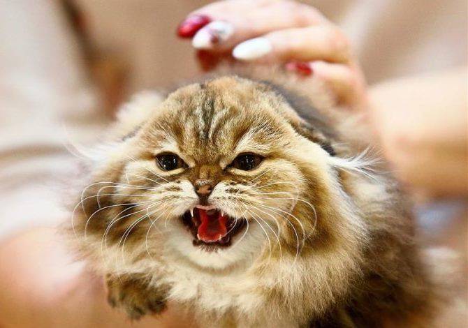 Преданы ли кошки хозяину, факты и мифы о привязанности кошек к людям