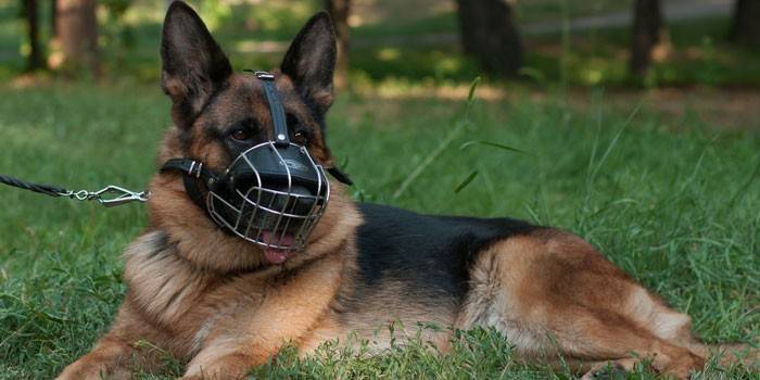 Список потенциально опасных пород собак по данным МВД России в 2022 году