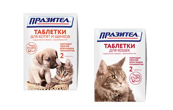 Празител для кошек: помощник в борьбе с паразитами