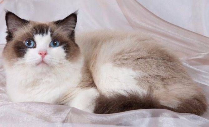 Преданы ли кошки хозяину, факты и мифы о привязанности кошек к людям