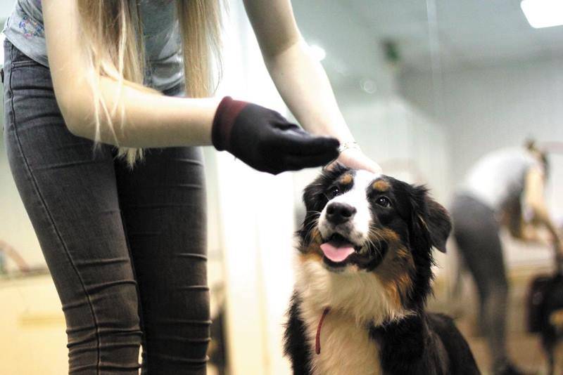 Собака в доме: как стать вожаком для питомца