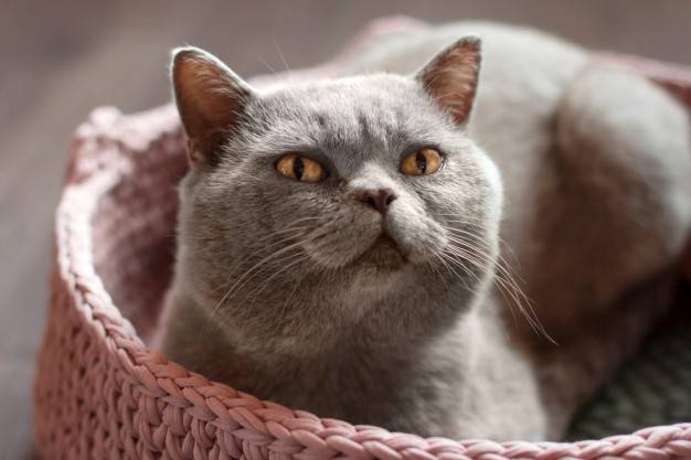 Шотландская прямоухая кошка