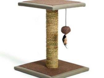 Белые кошки: ТОП-9 пород