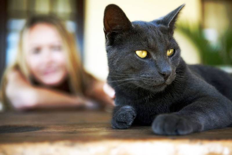 Сколько лет живут кошки в домашних условиях