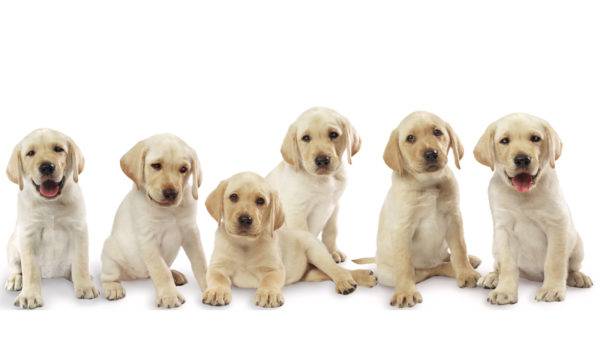 Двойные клички для собак, русские и иностранные