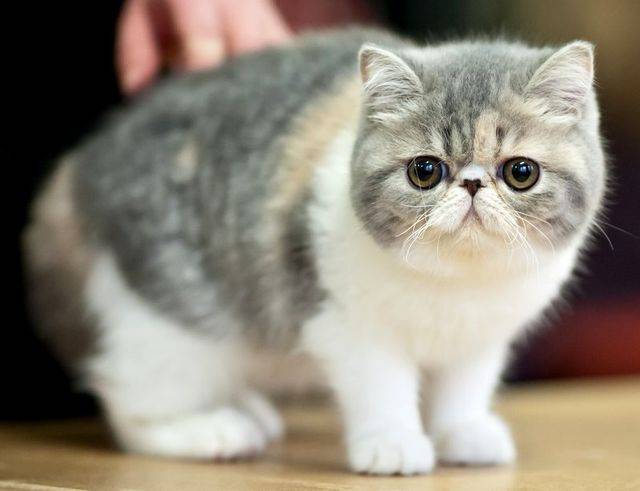 Самые ласковые и добрые кошки: ТОП-15