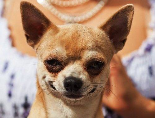 Домосед-обжора мопс: сколько лет живёт этот милый питомец в домашних условиях