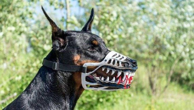 Список потенциально опасных пород собак по данным МВД России в 2022 году